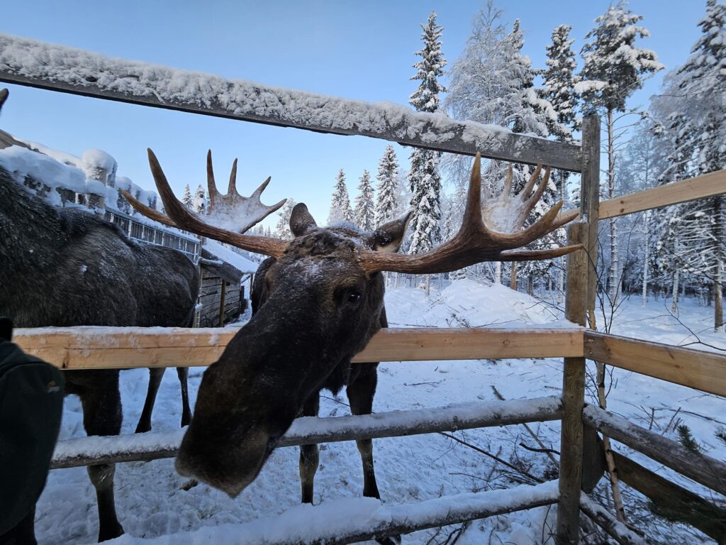 Elch Seppe mit großem Geweih in Cape Wild.