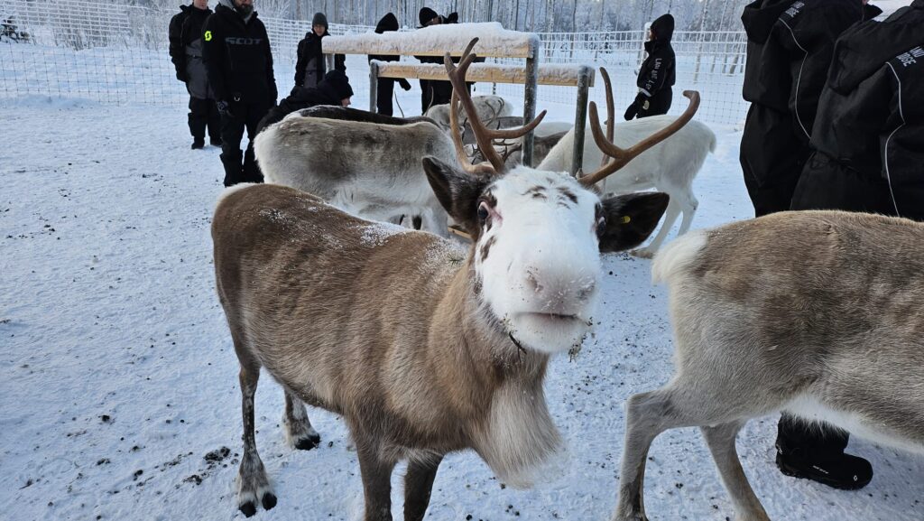 Rentiere in der Natur bei der Fütterung.