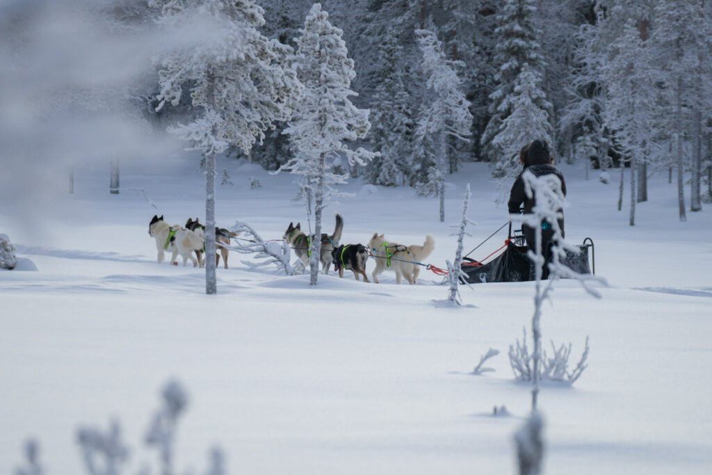 Ein Husky Hundeschlitten in verschneiter Wildnis von schwedisch Lappland.
