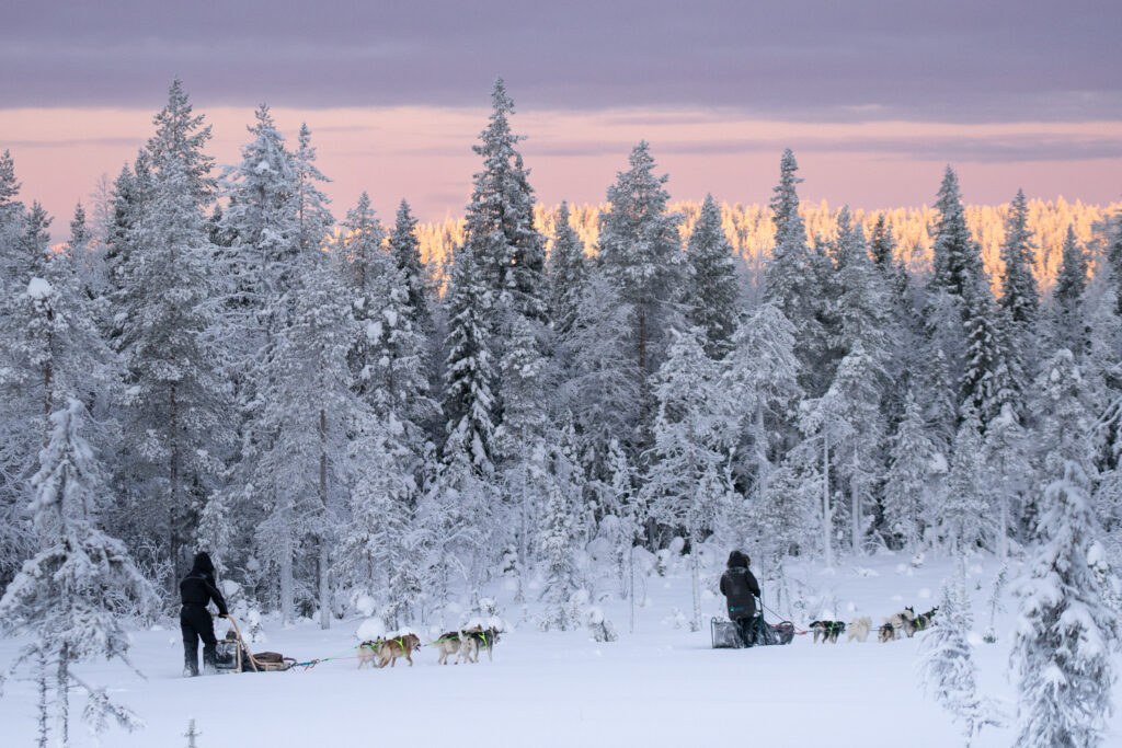 Zwei Hundegespanne mit Huskies in der schönen Natur schwedisch Lapplands.