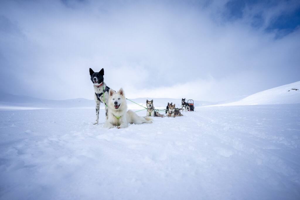 Wunderschöne Huskies auf endloser Fläche mit Schnee und weißen Wolken.