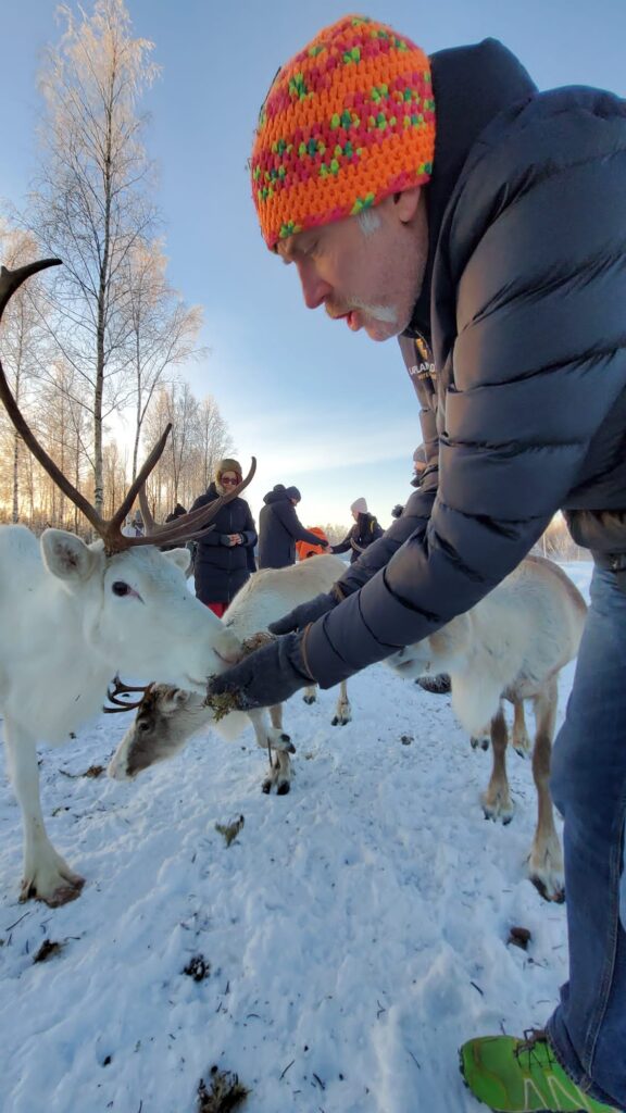 Rentiere fressen Gästen aus der Hand in Cape Wild.